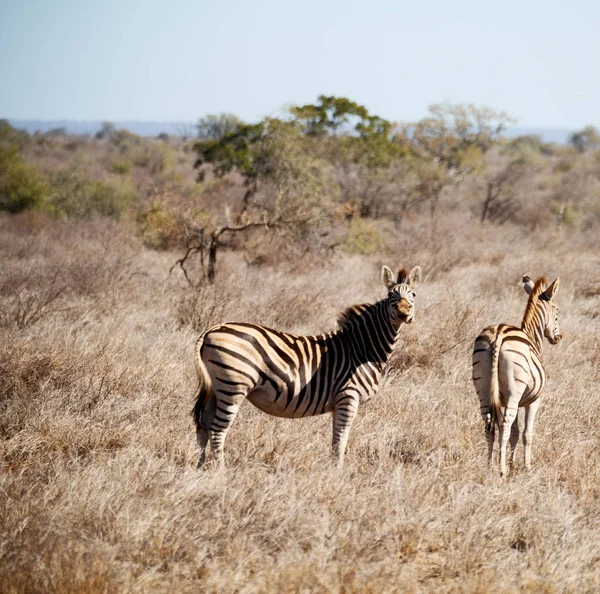 En Afrique du Sud réserve naturelle faunique et zèbre — Photo