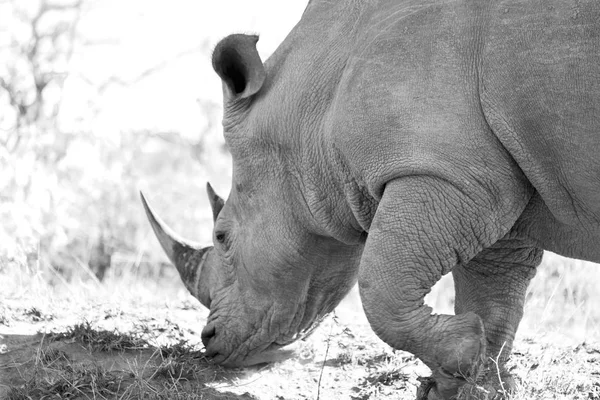 În rezervația de faună sălbatică din Africa de Sud și rinoceri — Fotografie, imagine de stoc