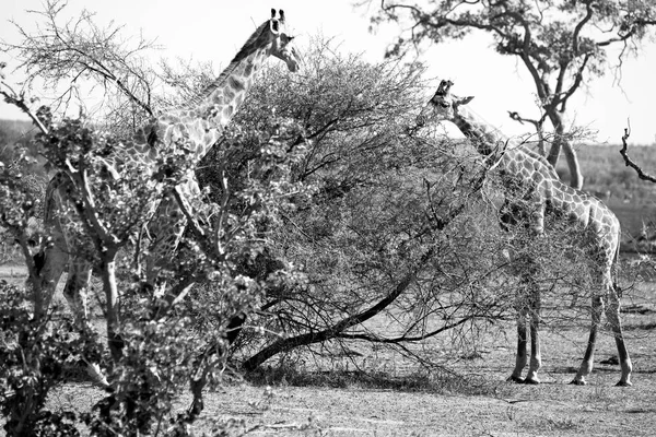 Im südafrikanischen Wildtierreservat und in der Giraffe — Stockfoto