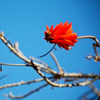   arka plan doku renklerini ve