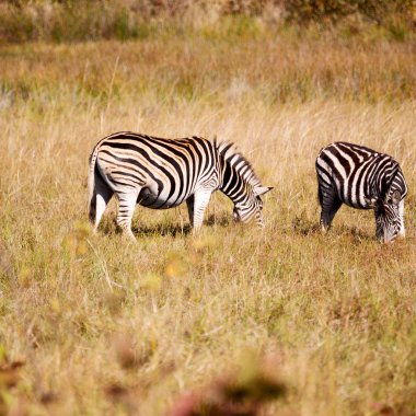   arka plan doku renklerini ve