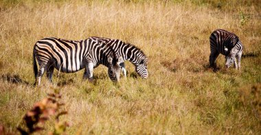   arka plan doku renklerini ve