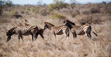   arka plan doku renklerini ve