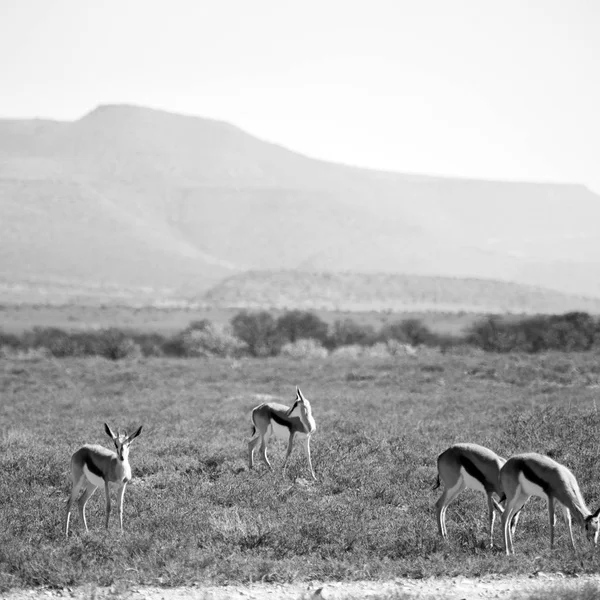 Vilda impala i vinter bushen — Stockfoto