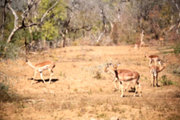 Impala selvagem no arbusto de inverno — Fotografia de Stock