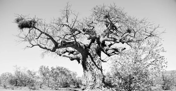 In Zuid-Afrika straat en baobab — Stockfoto