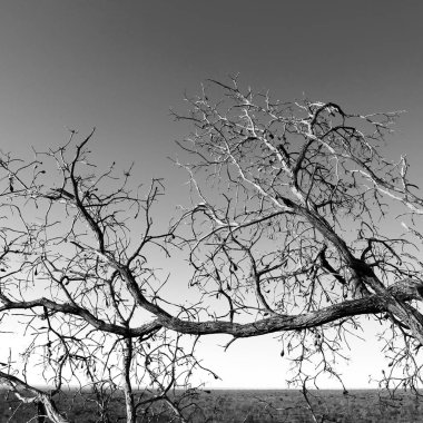  eski ağaç ve berrak gökyüzü onun şubeleri