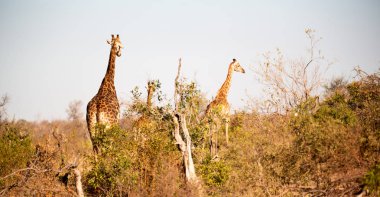 Güney Afrika yaban hayatı rezerv ve zürafa