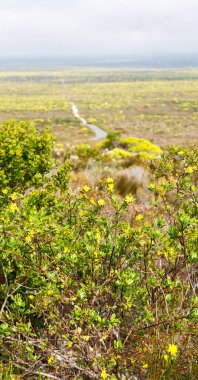 Güney Afrika'da kolza alanında kapat 