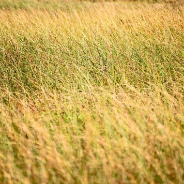 soyut çimenler gibi arka plan bulanıklık  