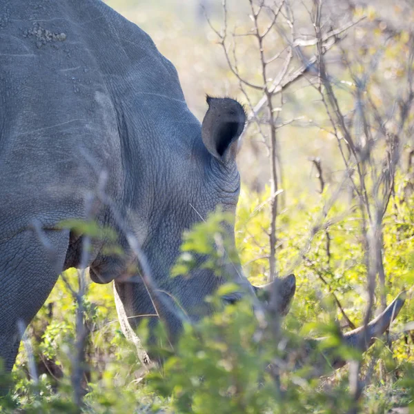 Im südafrikanischen Wildreservat und Nashorn — Stockfoto