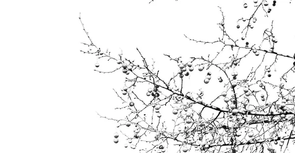 Un vecchio albero e i suoi rami nel cielo limpido — Foto Stock