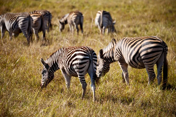 En Afrique du Sud réserve naturelle faunique et zèbre — Photo