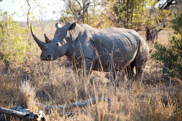 În rezervația de faună sălbatică din Africa de Sud și rinoceri — Fotografie, imagine de stoc