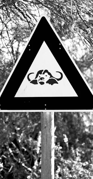 Na África do Sul fechar o sinal de búfalo — Fotografia de Stock