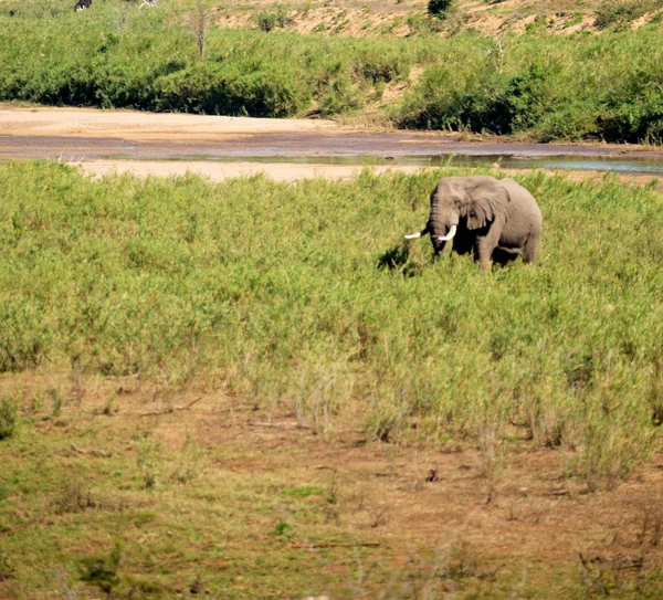 In Südafrika wilder Elefant — Stockfoto