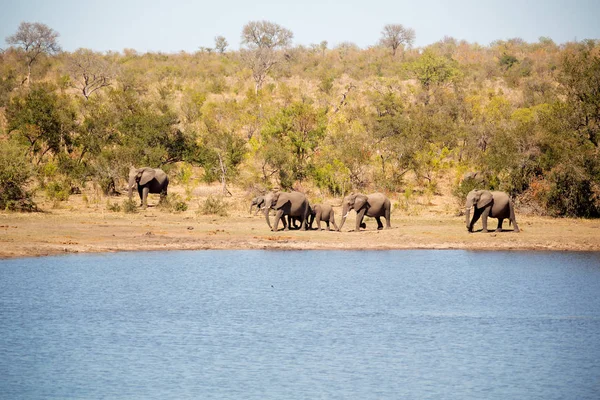 in south africa     wildlife       elephant