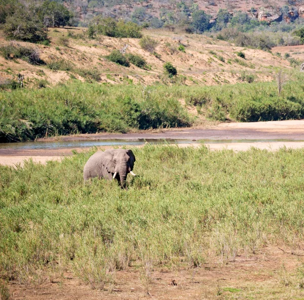 Na África do Sul elefante de vida selvagem — Fotografia de Stock