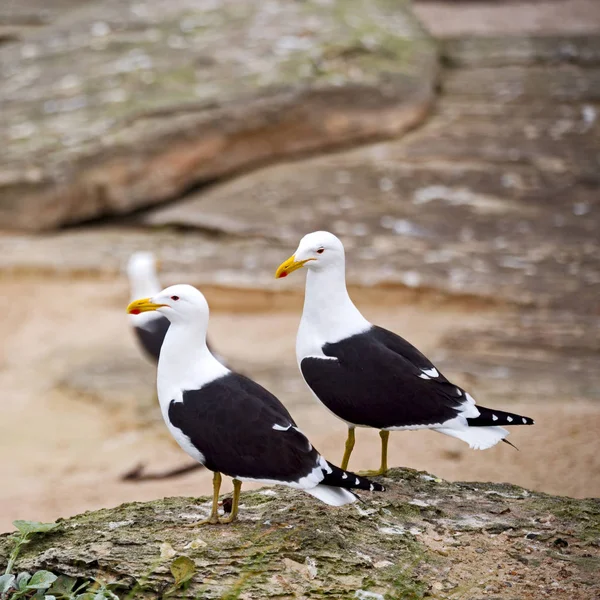 Gaviota en el cabo costero de Sudáfrica — Foto de Stock