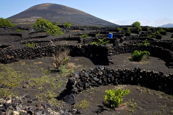 Druiven muur gewassen wijnbouw winery lanzarote — Stockfoto