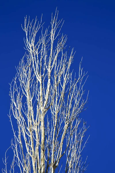 Totholz im Winter in Marokko Afrika — Stockfoto