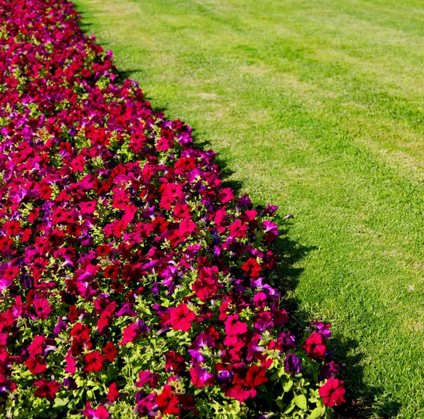 Em flores oman e jardim as cores da primavera Fotografia De Stock