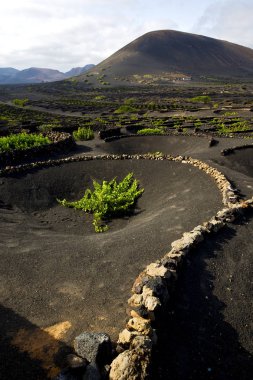 ekimi la geria asma vida bitkileri  