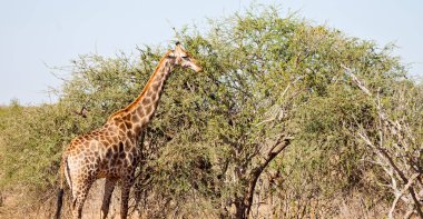 Güney Afrika yaban hayatı rezerv ve zürafa