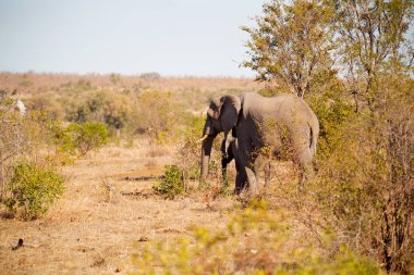  Güney Afrika yaban hayatı doğa rezerv ve fil