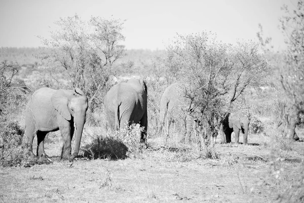 In south africa     wildlife  nature  reserve and   elephant — Stock Photo, Image