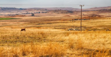   Güney Afrika'da kara çalı ve ağaç 