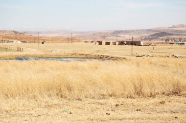   Güney Afrika'da kara çalı ve ağaç 