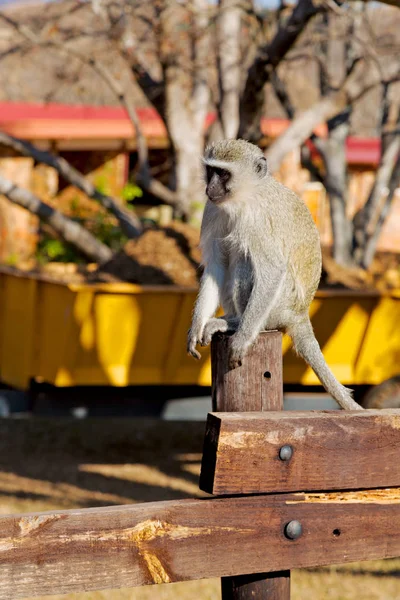 Güney Afrika yaban hayatı doğa ve maymun — Stok fotoğraf