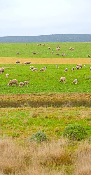 I Sydafrika växt mark bush och får — Stockfoto