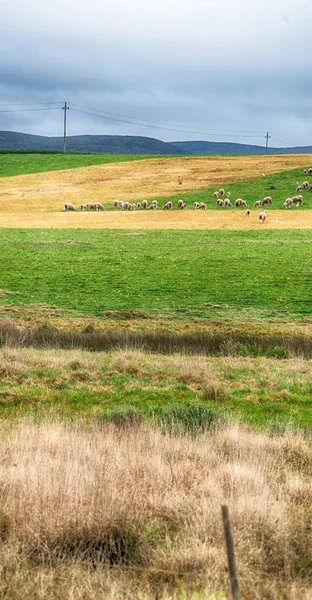 Na África do Sul planta arbusto e ovelha — Fotografia de Stock