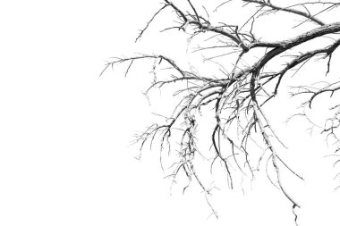 Umman eski ölü ağaç ve gökyüzü ışık