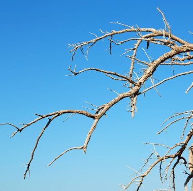 Umman eski ölü ağaç ve gökyüzü ışık
