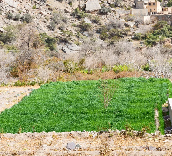 オマーンでの米の栽培植物自然と色の丘 — ストック写真