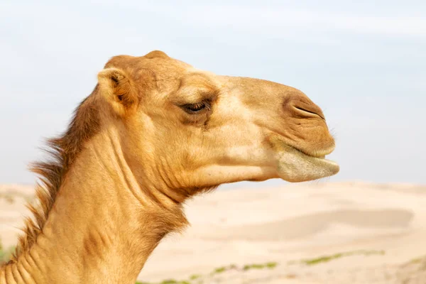 Em oman livre dromedary perto do céu — Fotografia de Stock