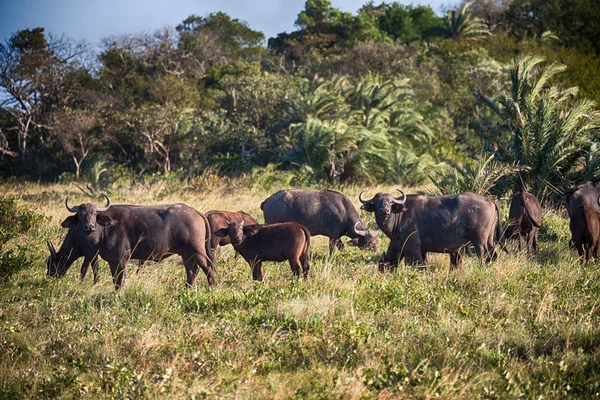 Na África do Sul vida selvagem búfalo — Fotografia de Stock