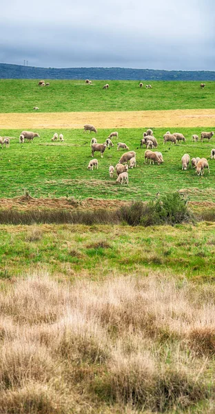 In Südafrika Pflanzen Land Busch und Schafe — Stockfoto