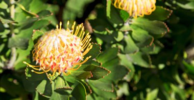 Güney Afrika'da yakın çekim kırmızı turuncu kaktüs flowe