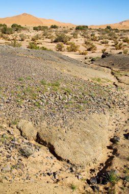  Bush fosil morocco sahara ve  