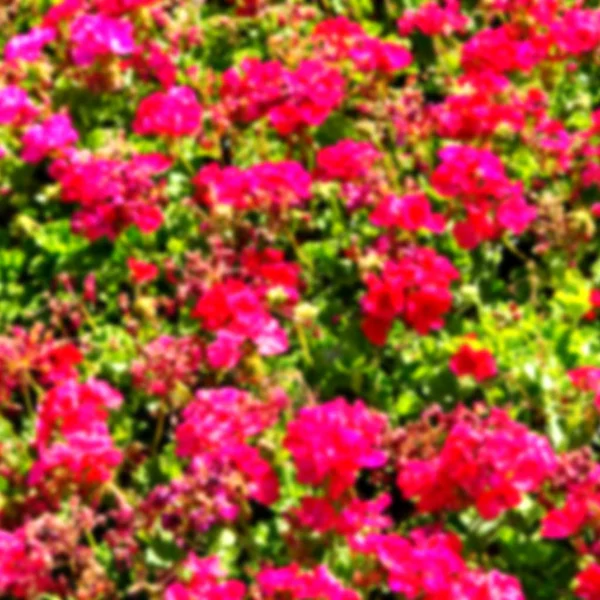 Las flores y el jardín — Foto de Stock