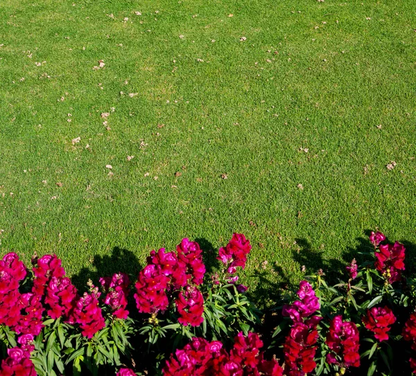 In oman flowers and garden  the spring colors — Stock Photo, Image