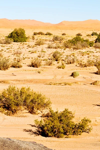 Mountain gamla fossila i öknen av Marocko sahara och rock s — Stockfoto