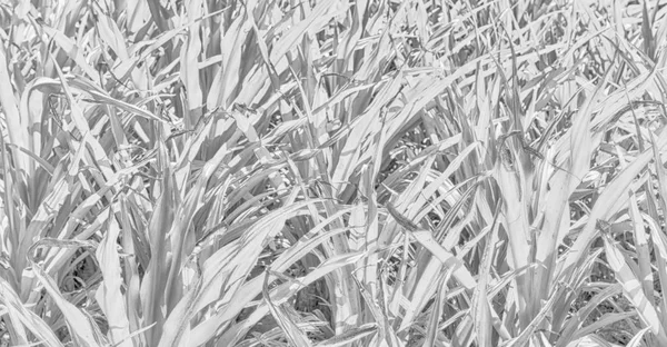 抽象的な背景を草フレンドリーのディスプレィ — ストック写真