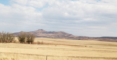   Güney Afrika bush ve çim arazi