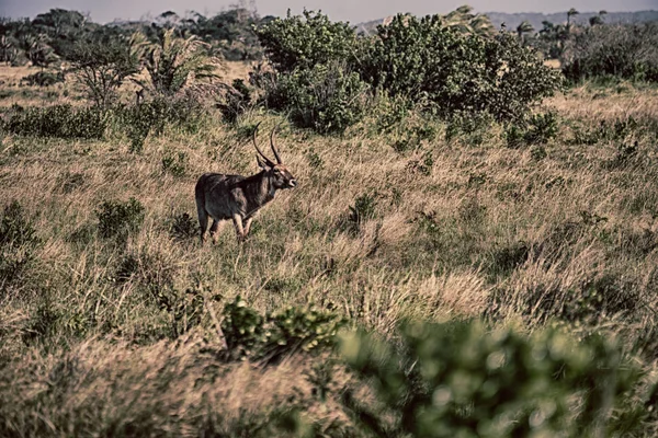 南アフリカの野生動物のインパラの — ストック写真