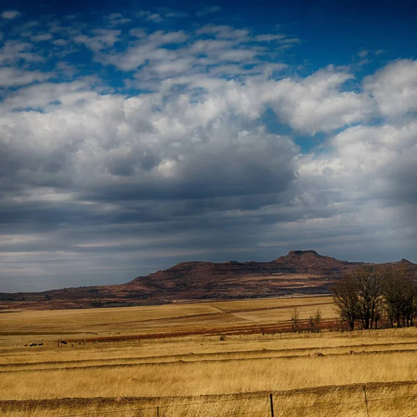 In south africa  land bush       and  grass — Stock Photo, Image